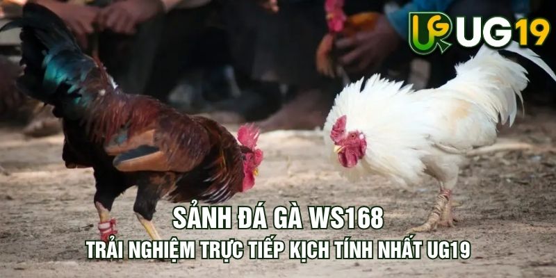 Tin tức